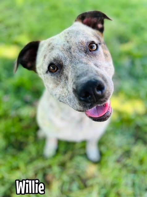 Enlarge Willie, a Adoptable mixed breed in TULSA, OK image 1/6