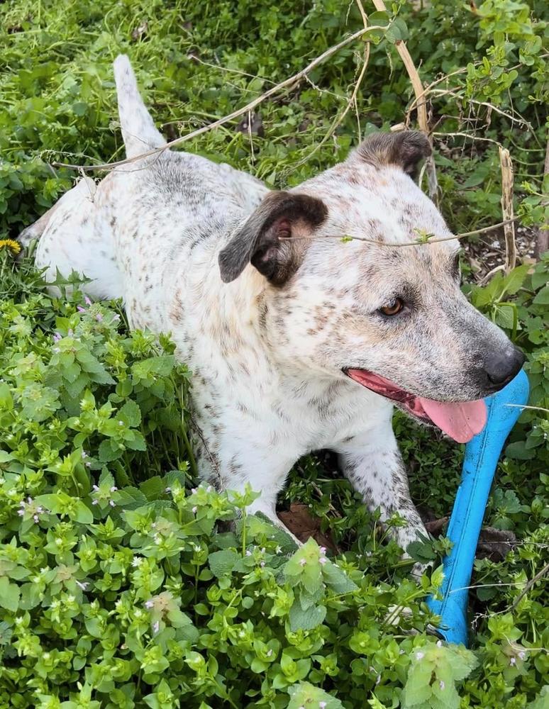 Enlarge Willie, a Adoptable mixed breed in TULSA, OK image 2/6