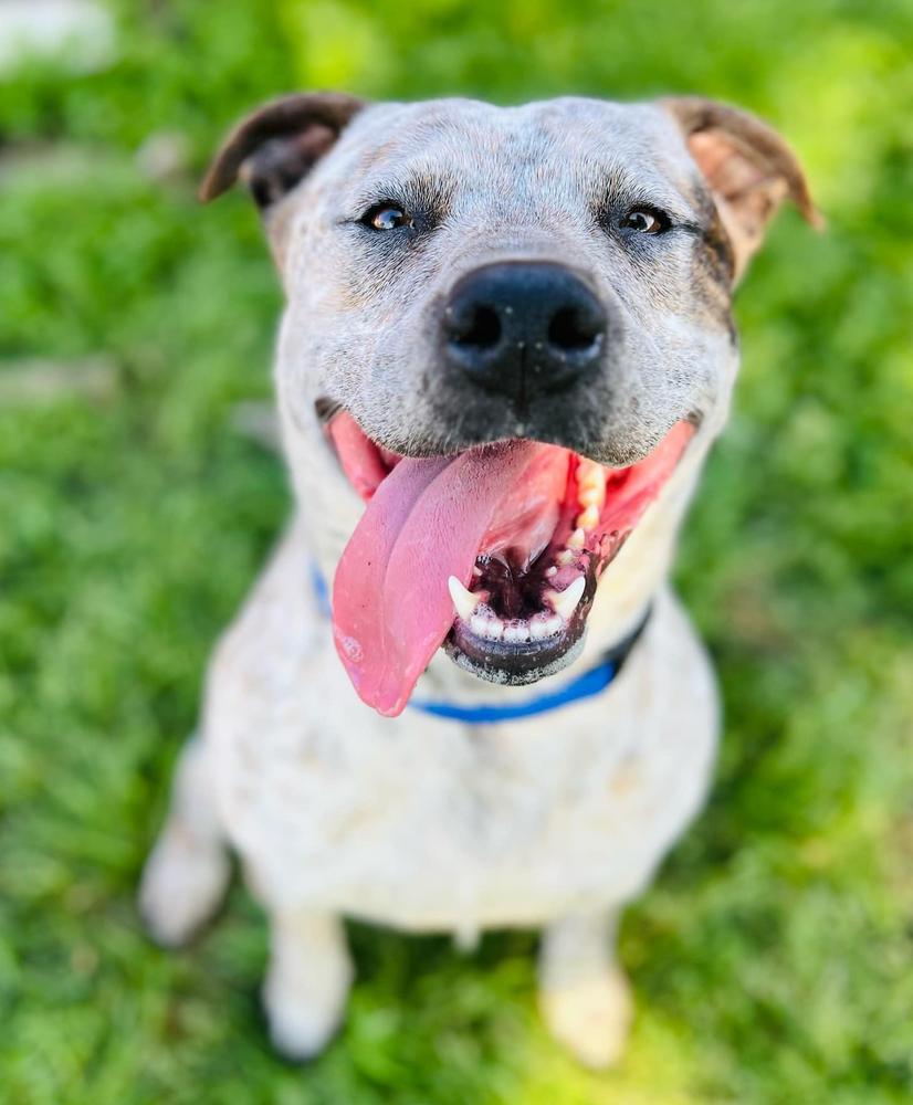 Enlarge Willie, a Adoptable mixed breed in TULSA, OK image 4/6