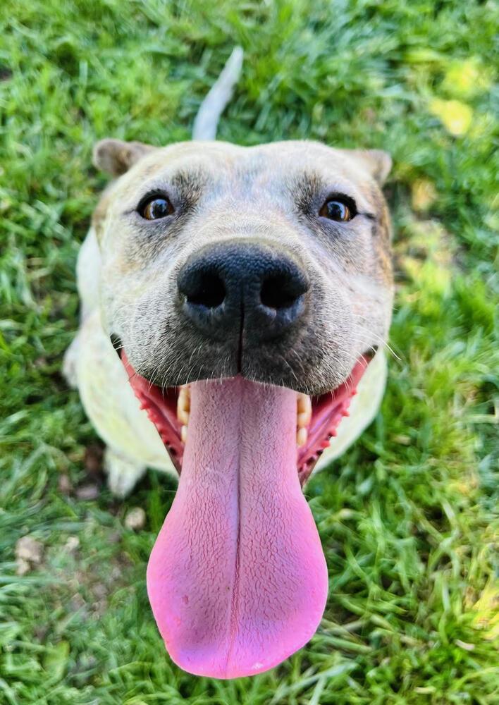 Willie, Adoptable, Young Male Pit Bull Terrier & Australian Cattle Dog / Blue Heeler.