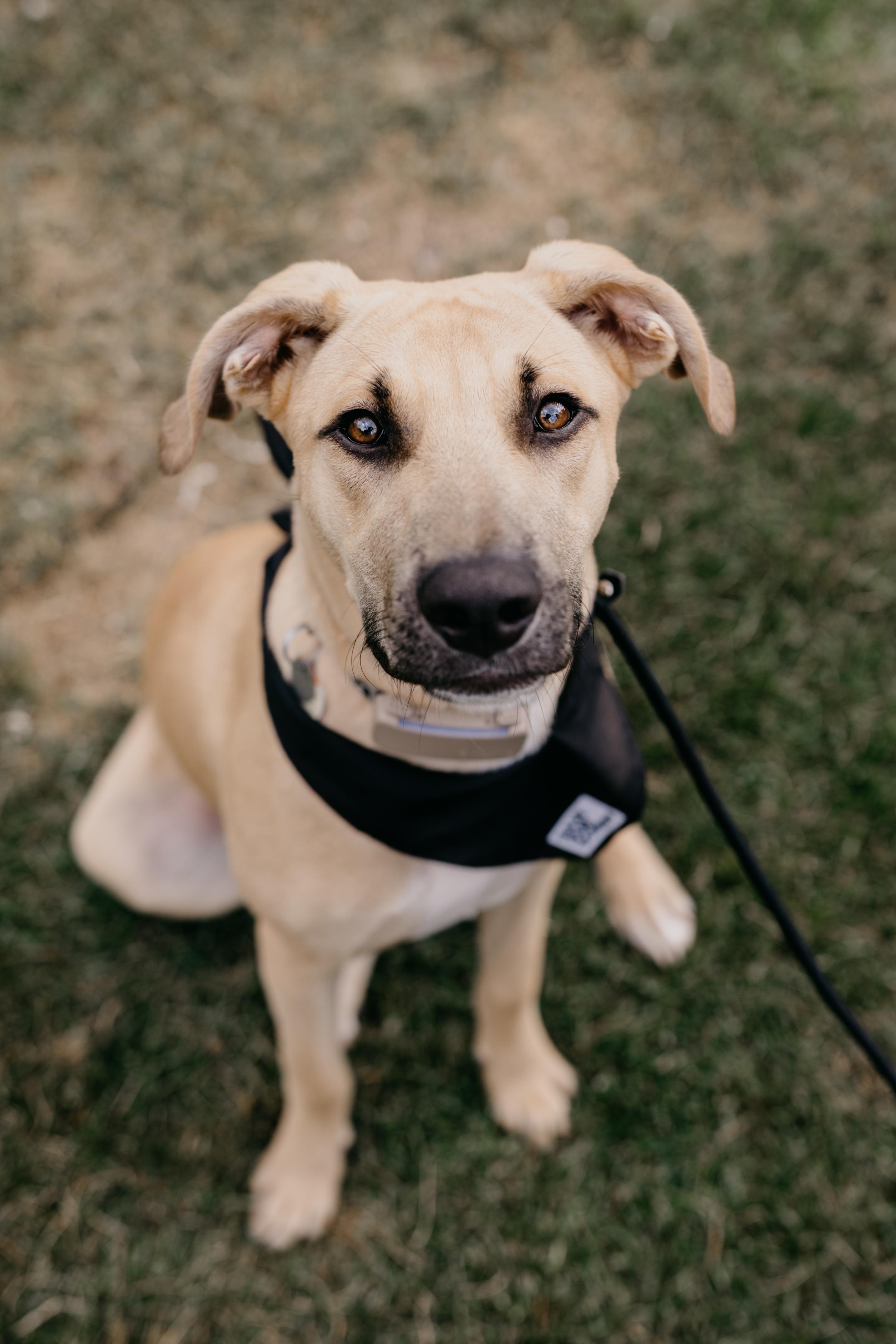 Enlarge JAGGER, a Adopted Mixed Breed in North York, ON image 1/6