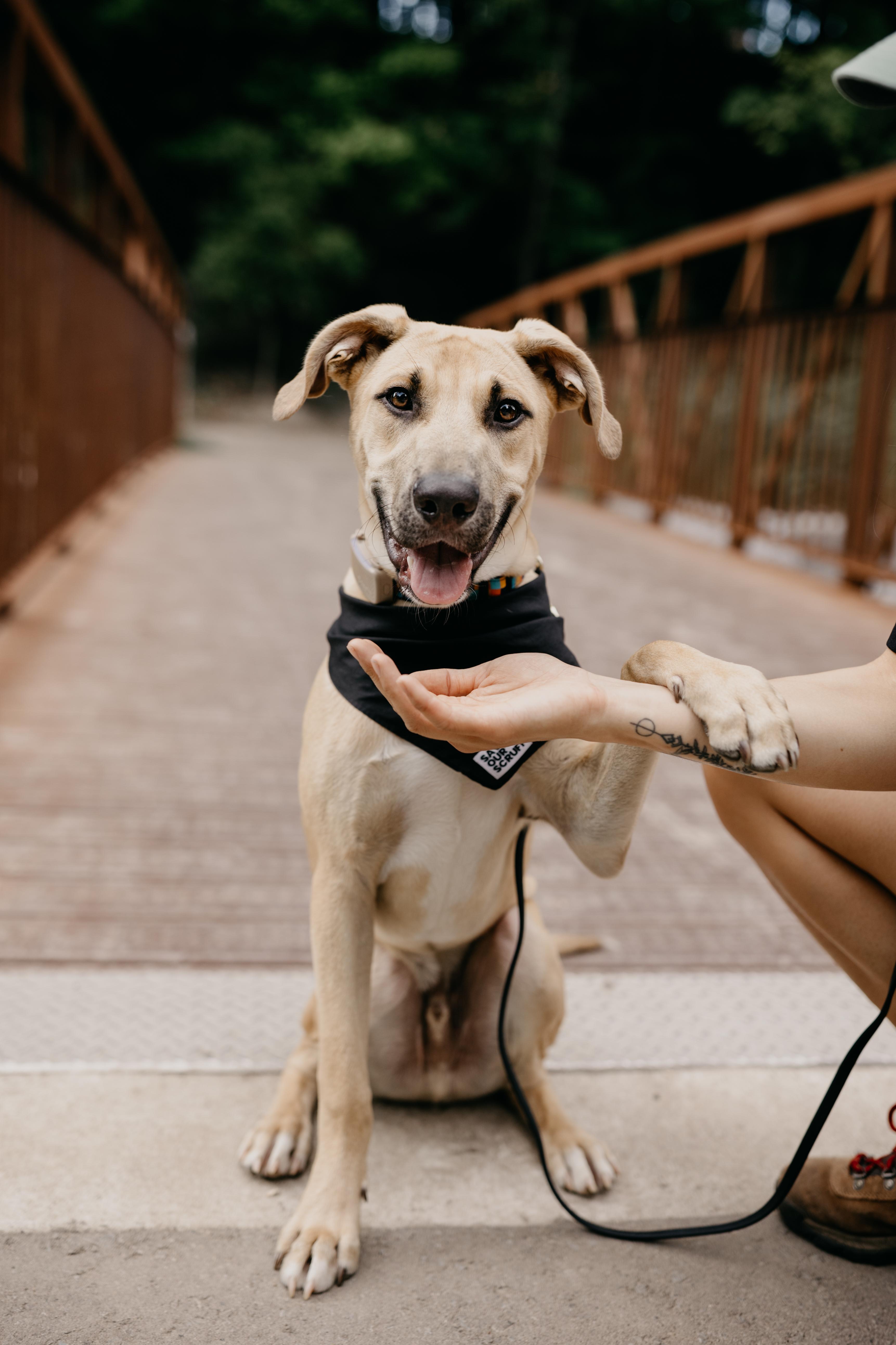 Enlarge JAGGER, a Adopted Mixed Breed in North York, ON image 3/6