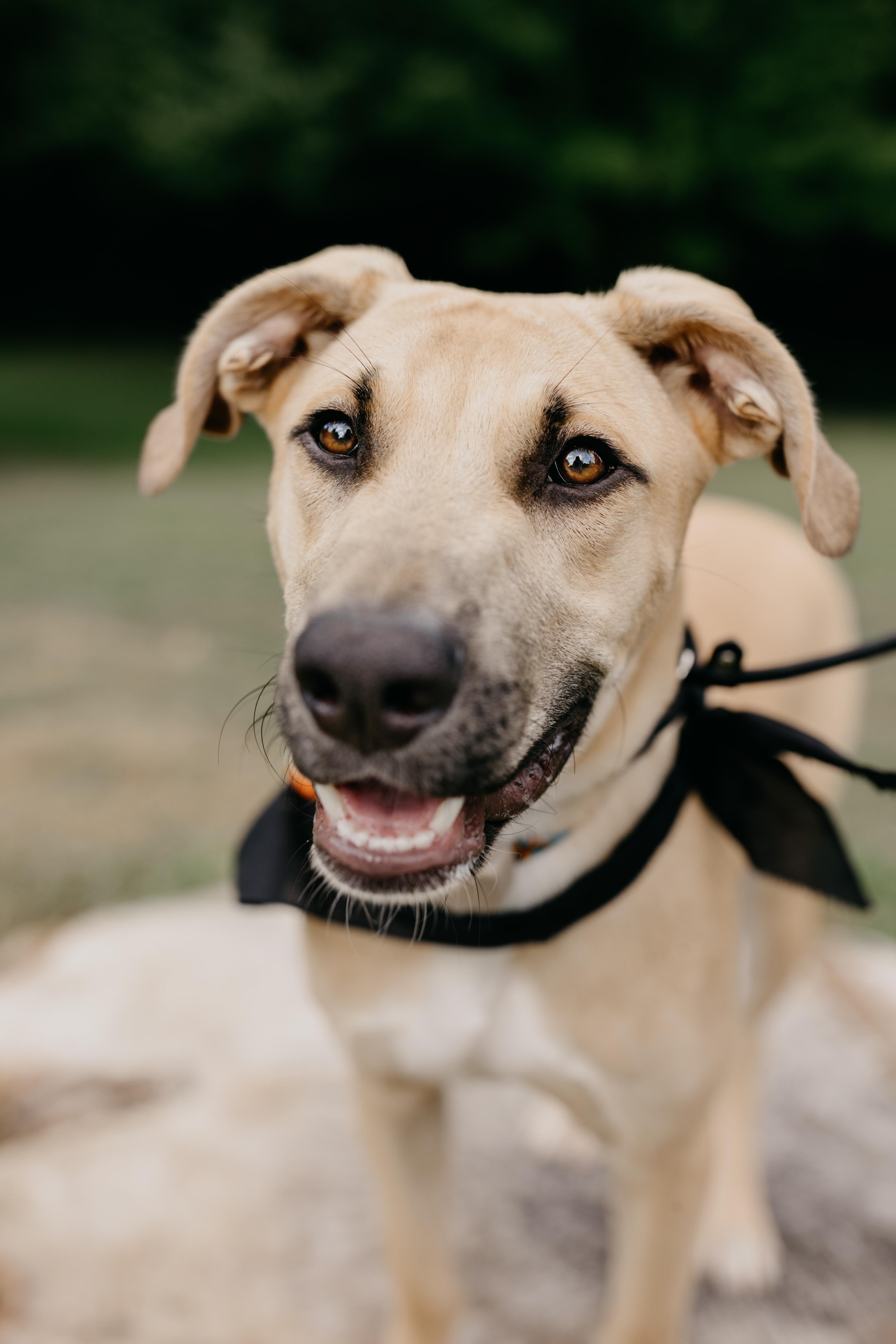 Enlarge JAGGER, a Adopted Mixed Breed in North York, ON image 4/6