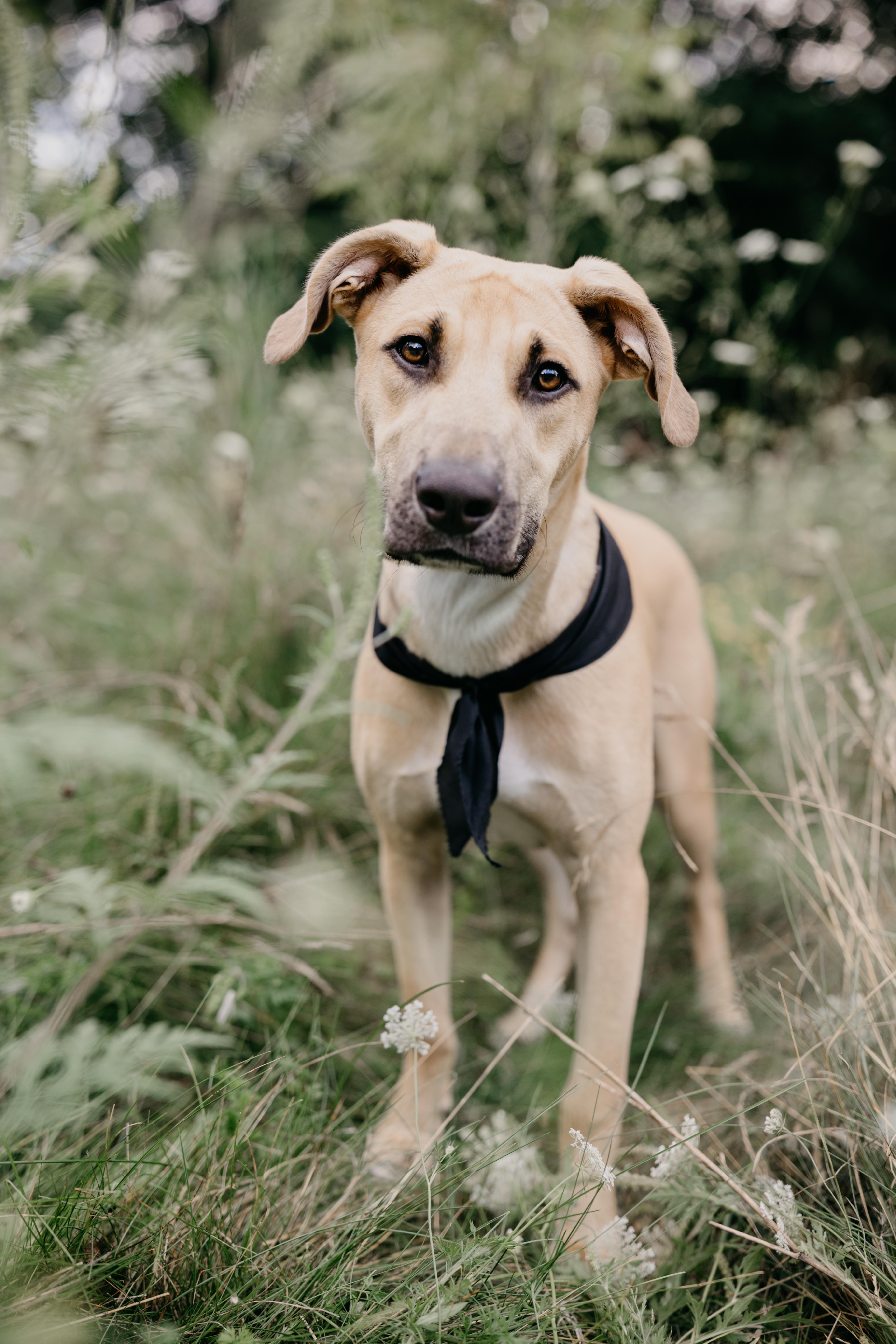 Enlarge JAGGER, a Adopted Mixed Breed in North York, ON image 2/6