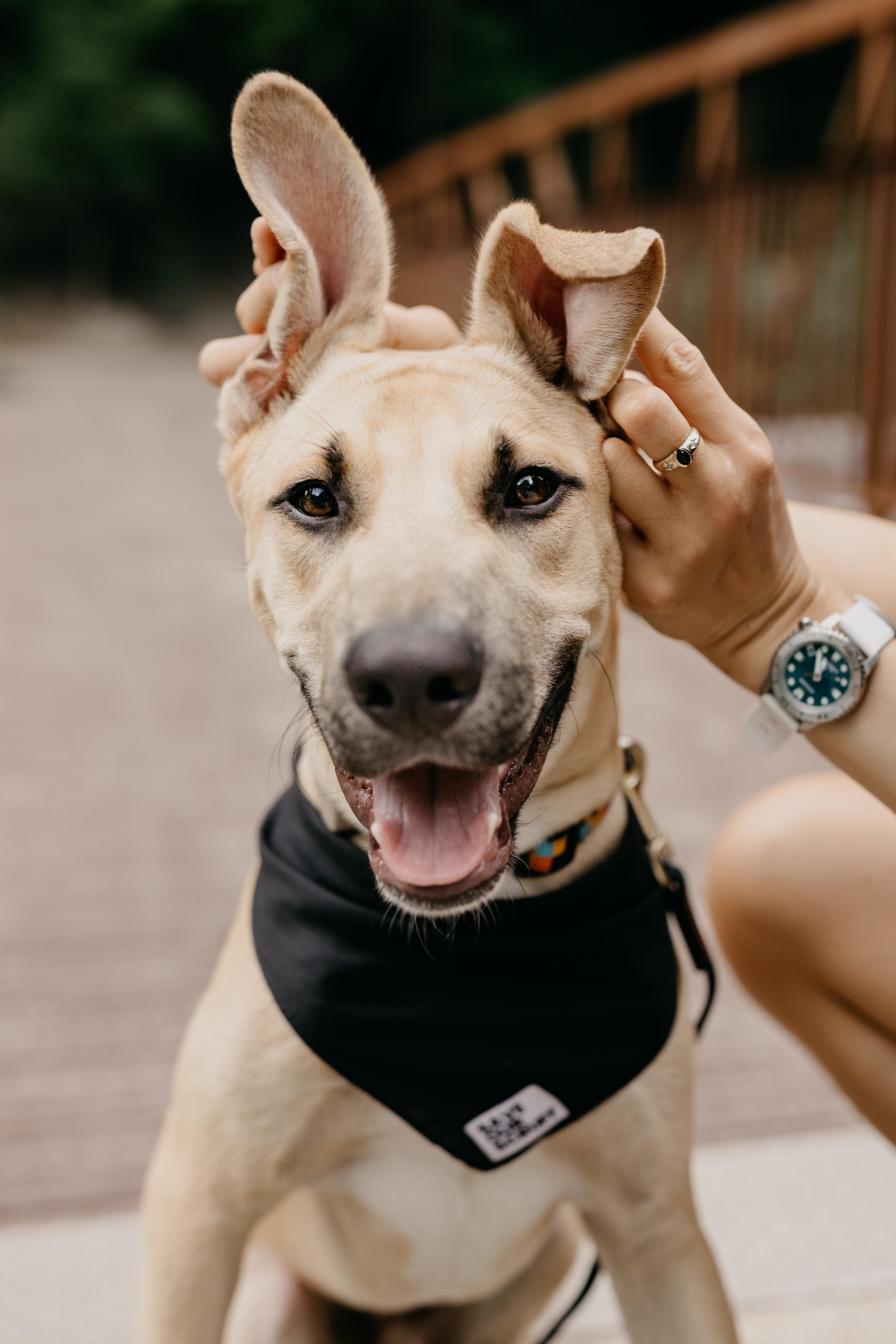 Enlarge JAGGER, a Adopted Mixed Breed in North York, ON image 6/6
