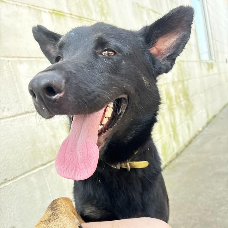 Champ, Adoptable, Adult Male Shepherd.