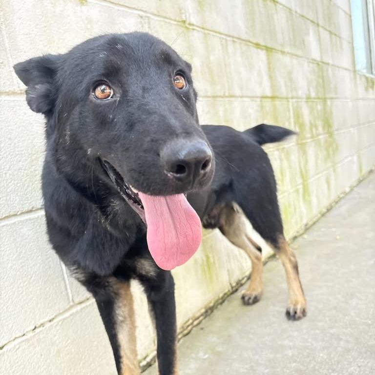 Enlarge Champ, a Adoptable mixed breed in Columbia, MO image 2/2