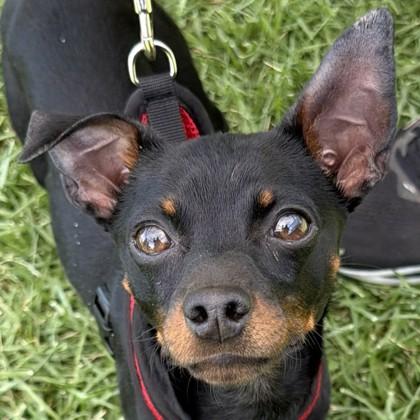 Enlarge Tim Drake, a Adoptable mixed breed in Pleasanton, CA image 2/3