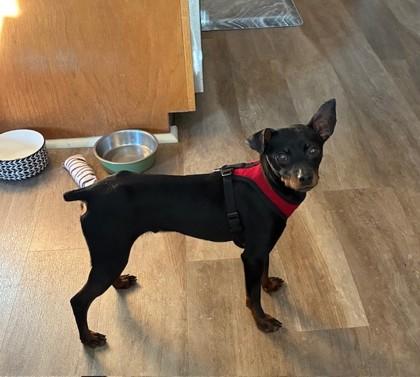 Enlarge Tim Drake, a Adoptable mixed breed in Pleasanton, CA image 2/3