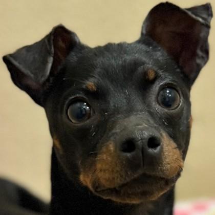 Enlarge Tim Drake, a Adoptable mixed breed in Pleasanton, CA image 3/3