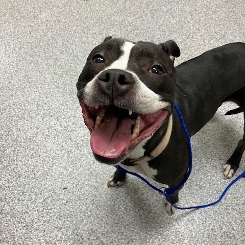 Enlarge Nala, a Adoptable mixed breed in Grand Rapids, MI image 1/1