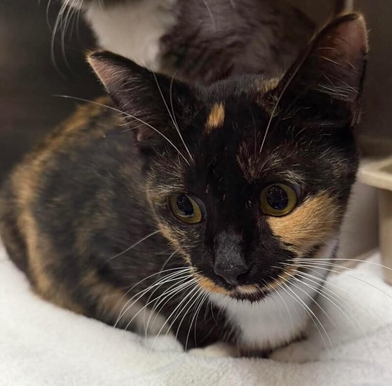 Enlarge Unknown, a Adoptable Domestic Short Hair in Burgaw, NC image 1/1