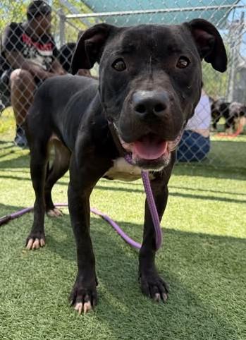 TUGBOAT, Adoptable, Adult Female Mixed Breed.