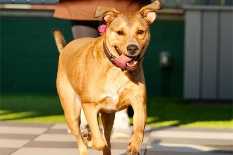 Franny, a Adoptable mixed breed in Chicago, IL image 1/6