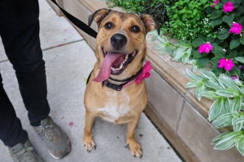 Franny, a Adoptable mixed breed in Chicago, IL image 2/6