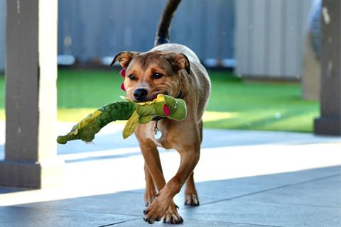 Franny, a Adoptable mixed breed in Chicago, IL image 5/6