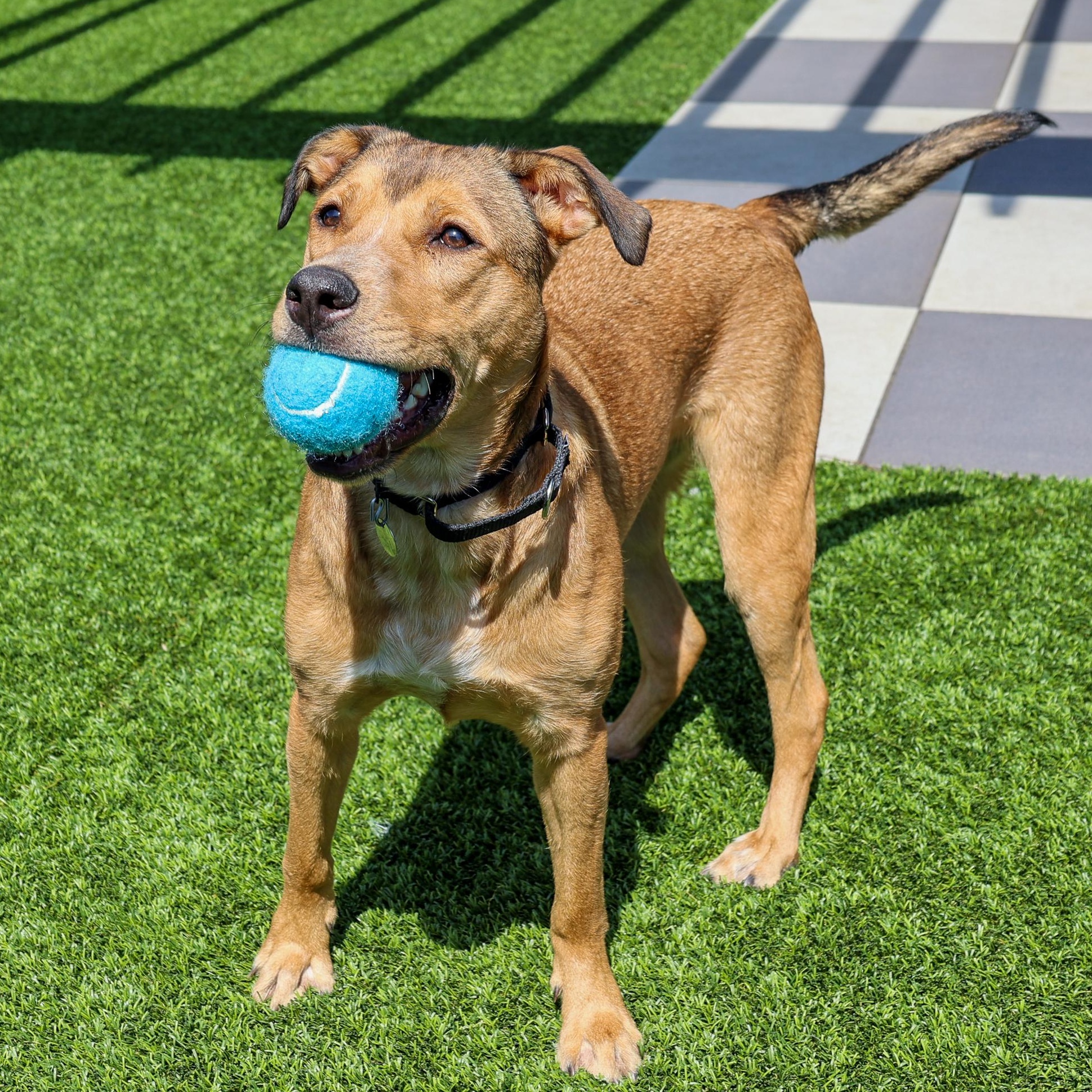 Franny, Adoptable, Adult Female Mixed Breed.