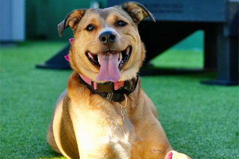 Franny, a Adoptable mixed breed in Chicago, IL image 6/6