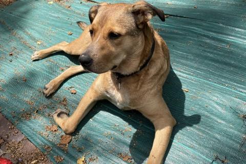 Franny, a Adoptable mixed breed in Chicago, IL image 3/6