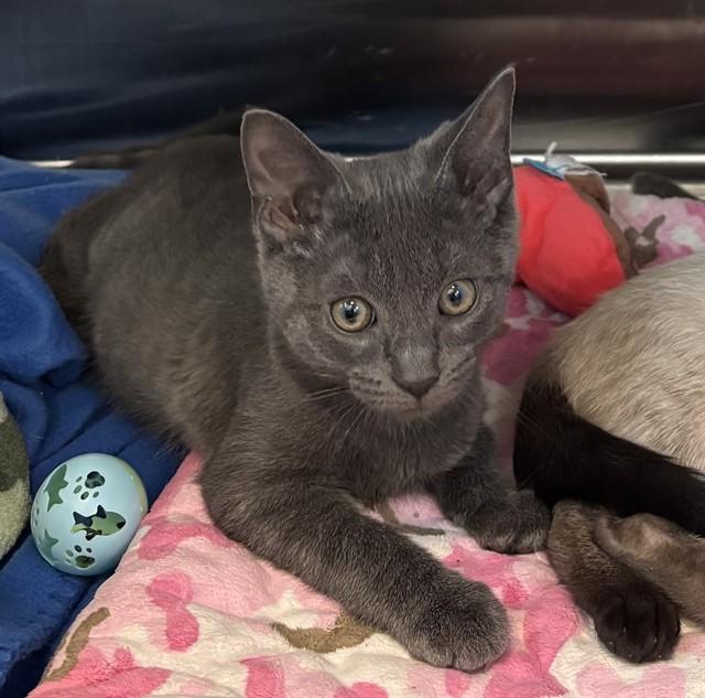 Enlarge ARNOLD, a Adoptable Domestic Short Hair in Kalamazoo, MI image 1/1