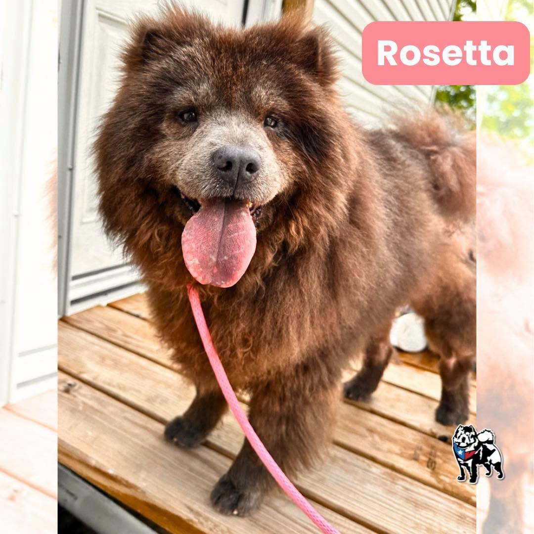 Rosetta fka Osita, Adoptable, Adult Female Chow Chow.