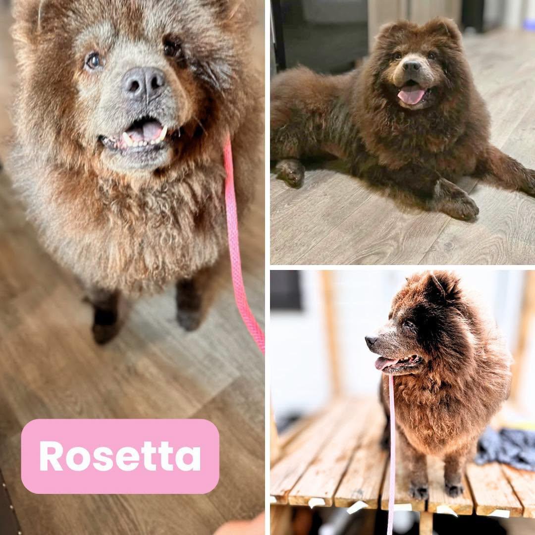 Rosetta fka Osita, a Adoptable Chow Chow in Houston, TX image 2/2