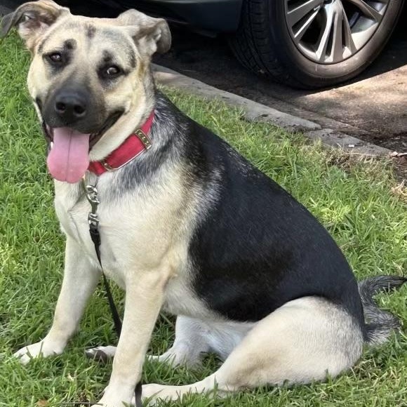 Enlarge STAR & SUNNY , a ADOPTABLE mixed breed in Lebec, CA image 4/4