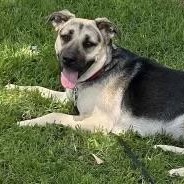 Enlarge STAR & SUNNY , a ADOPTABLE mixed breed in Lebec, CA image 3/4