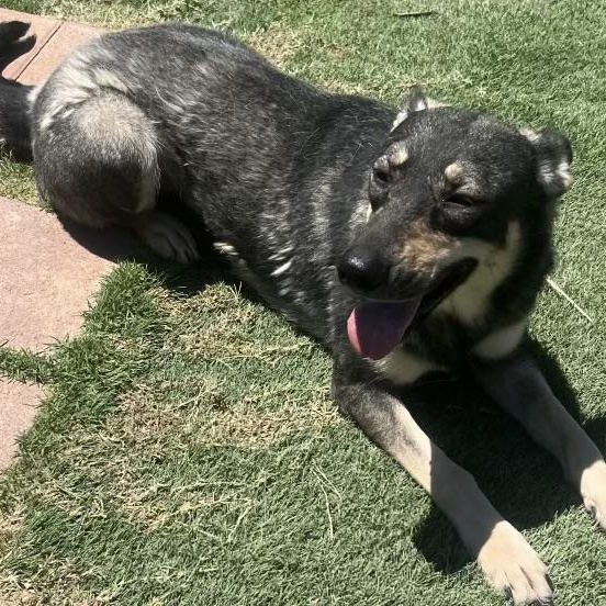 Enlarge STAR & SUNNY , a ADOPTABLE mixed breed in Lebec, CA image 2/4