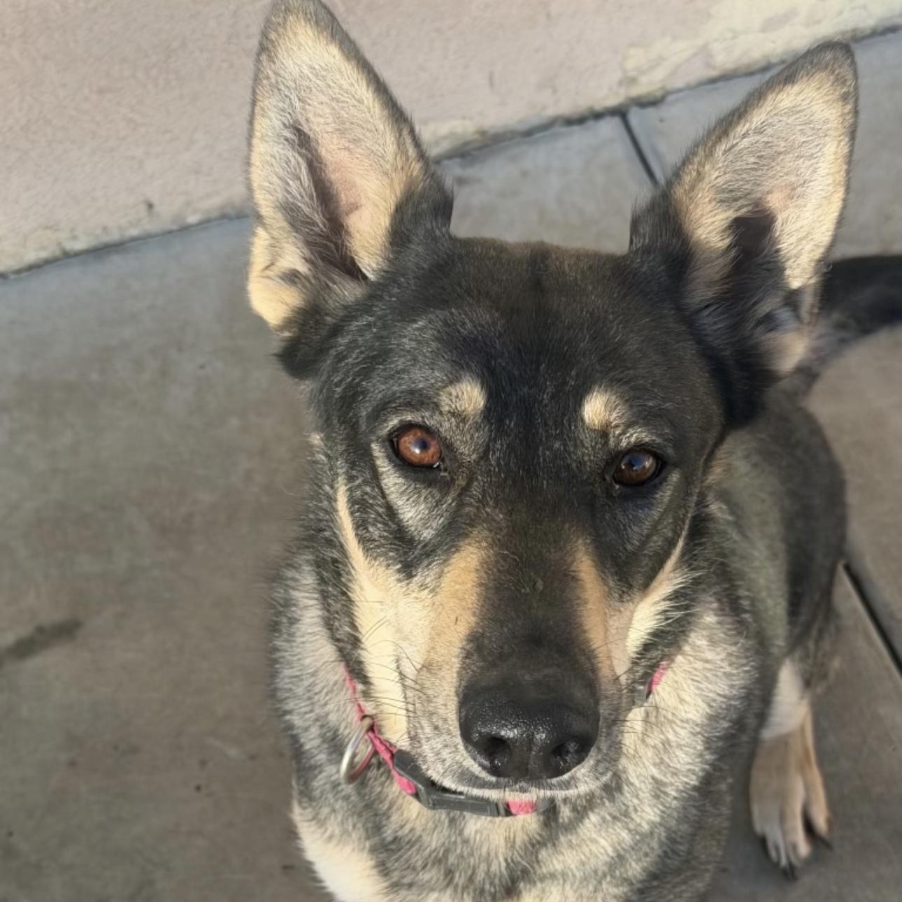 STAR & SUNNY , ADOPTABLE, Young Female German Shepherd Dog & Dutch Shepherd.