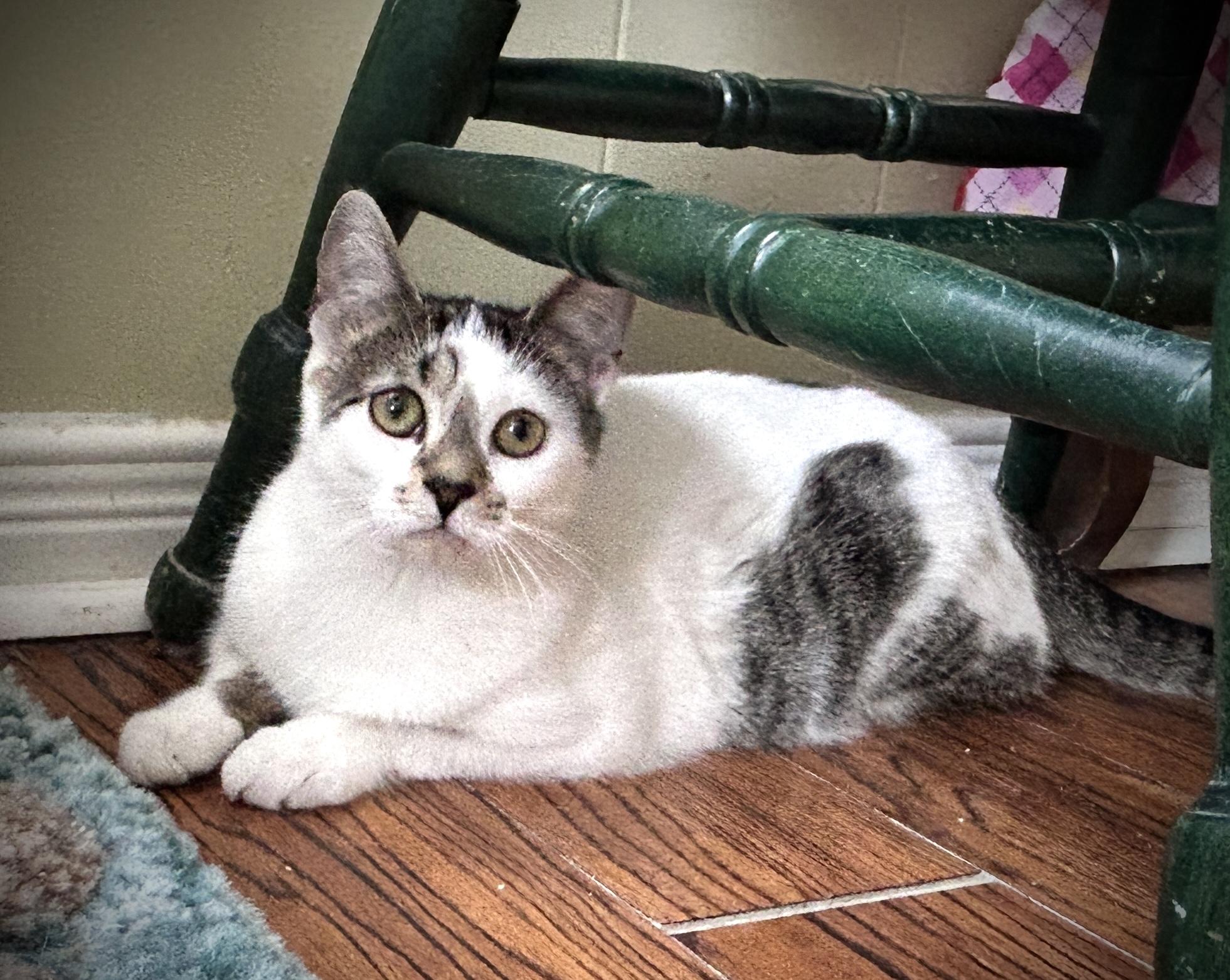 Enlarge Diane, a ADOPTABLE Domestic Short Hair in Guelph, ON image 2/6