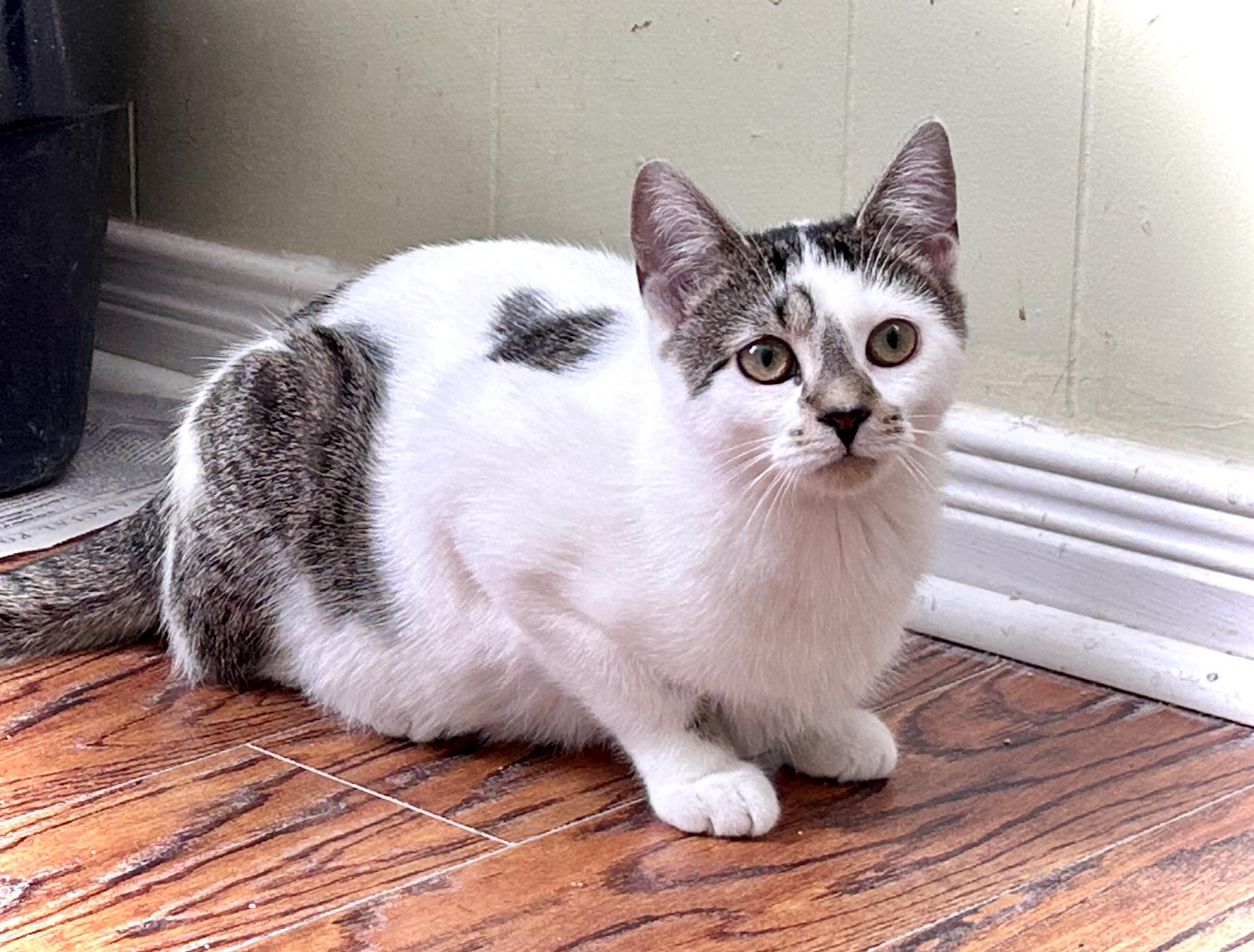 Enlarge Diane, a ADOPTABLE Domestic Short Hair in Guelph, ON image 1/6