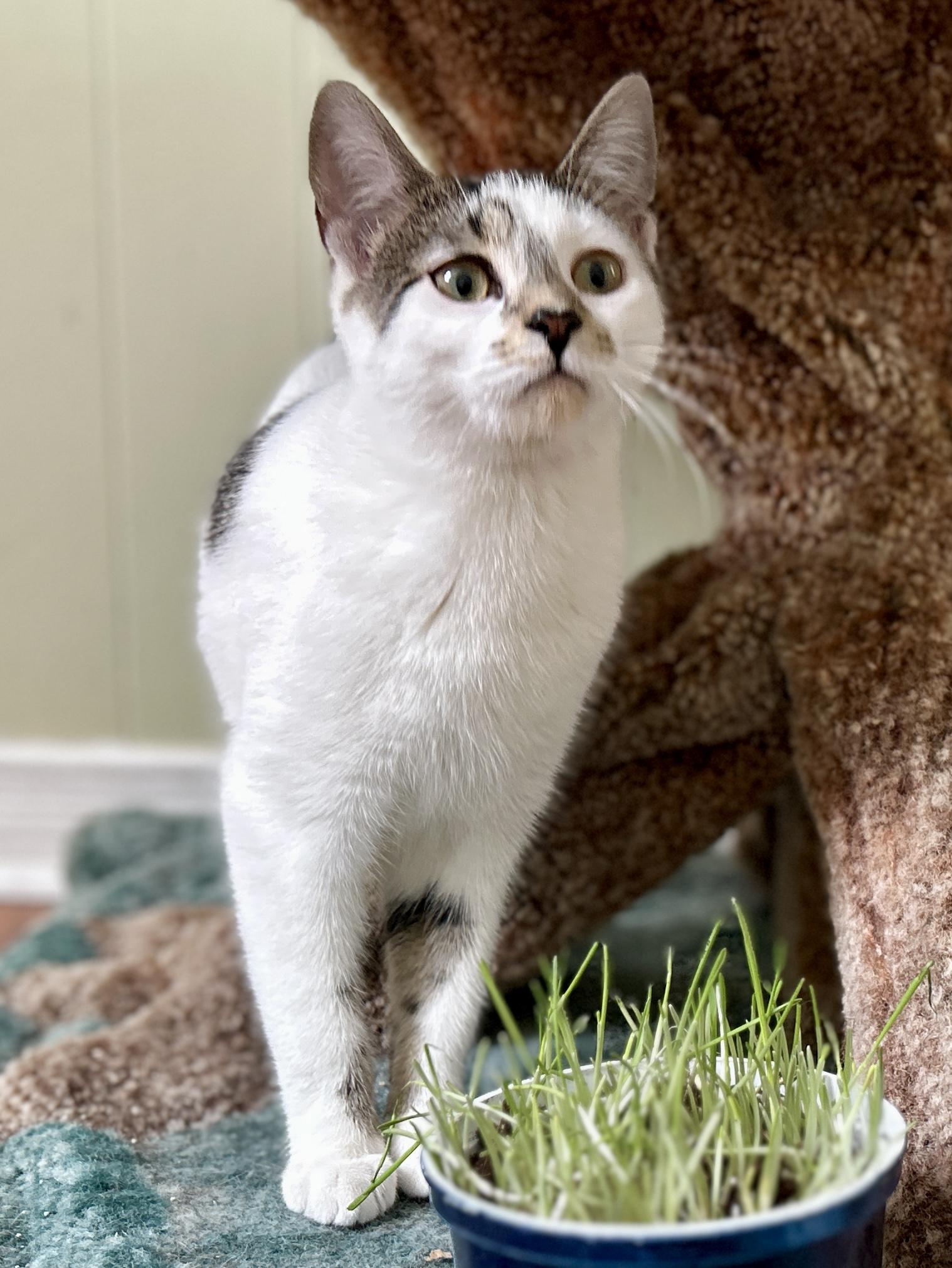 Enlarge Diane, a ADOPTABLE Domestic Short Hair in Guelph, ON image 3/6