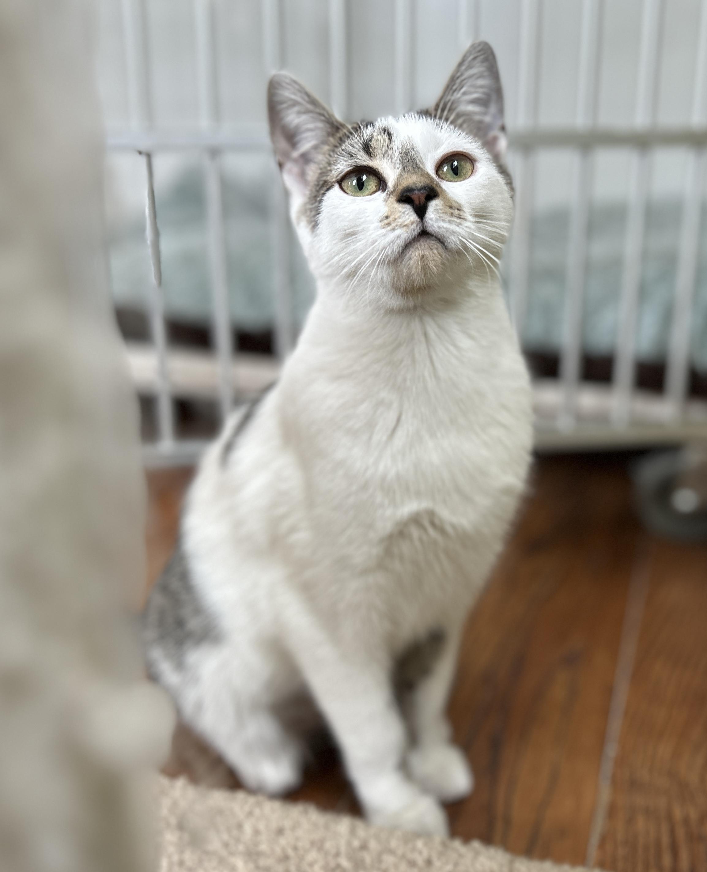 Enlarge Diane, a ADOPTABLE Domestic Short Hair in Guelph, ON image 6/6