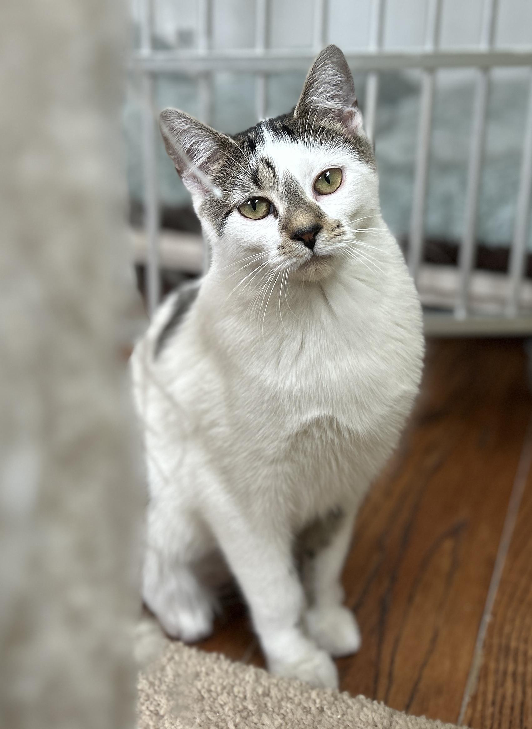 Enlarge Diane, a ADOPTABLE Domestic Short Hair in Guelph, ON image 4/6