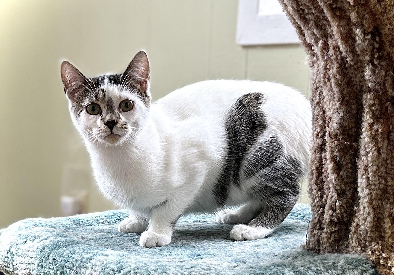 Enlarge Diane, a ADOPTABLE Domestic Short Hair in Guelph, ON image 5/6