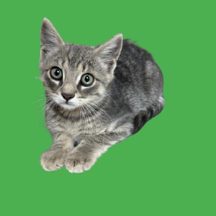 Enlarge Ash, a Adoptable Domestic Short Hair in Tuscaloosa, AL image 1/1