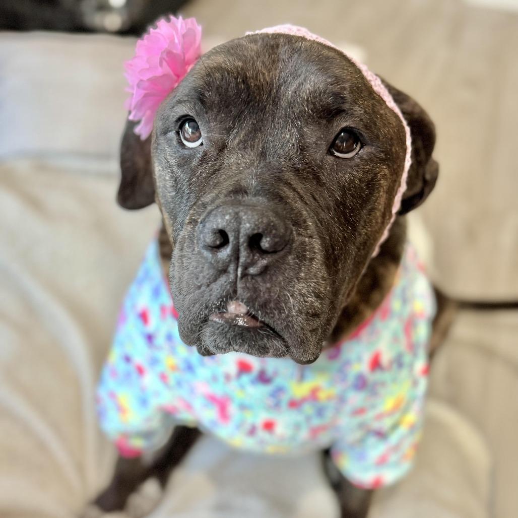 Enlarge Olive Garden, a Adoptable mixed breed in Los Angeles, CA image 1/6