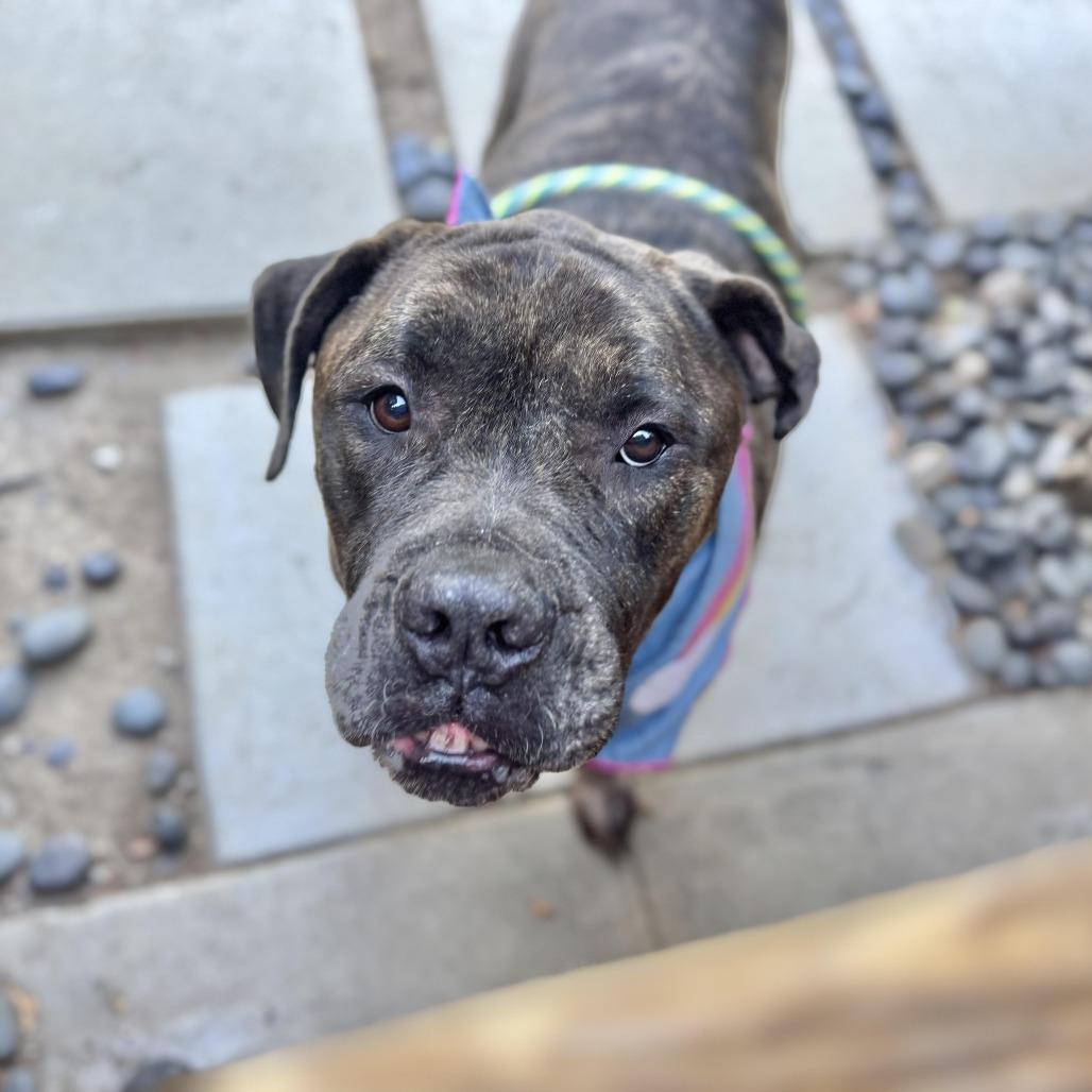 Enlarge Olive Garden, a Adoptable mixed breed in Los Angeles, CA image 2/6