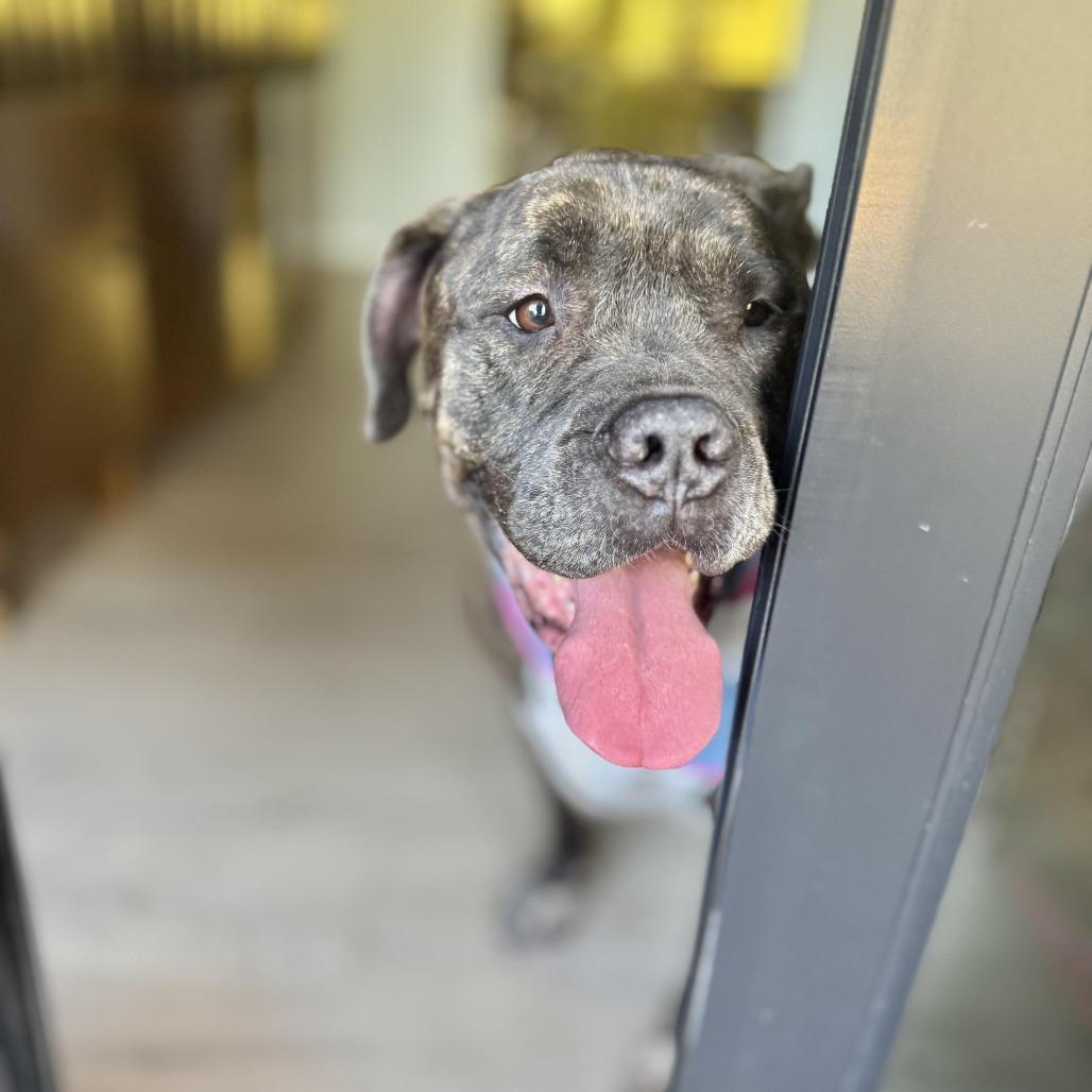 Enlarge Olive Garden, a Adoptable mixed breed in Los Angeles, CA image 3/6