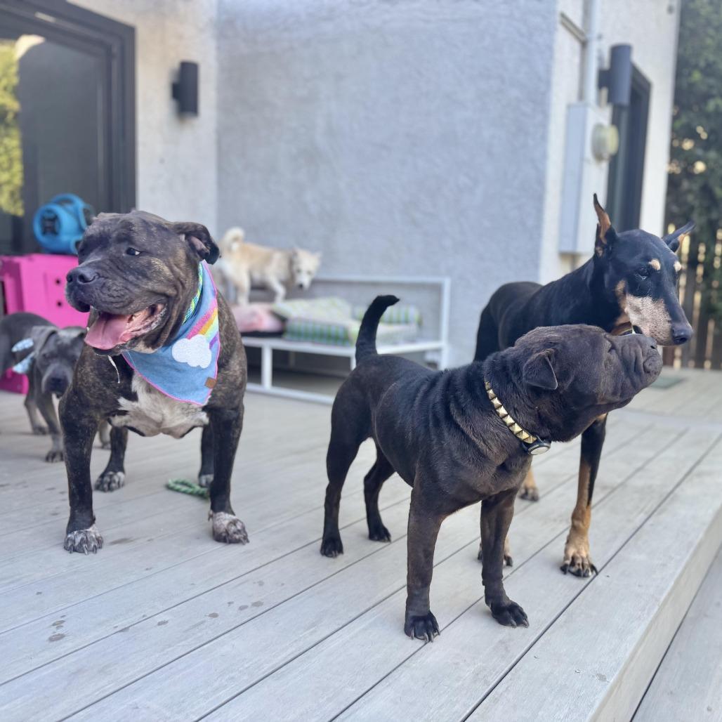 Enlarge Olive Garden, a Adoptable mixed breed in Los Angeles, CA image 4/6