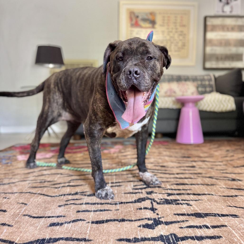 Enlarge Olive Garden, a Adoptable mixed breed in Los Angeles, CA image 5/6