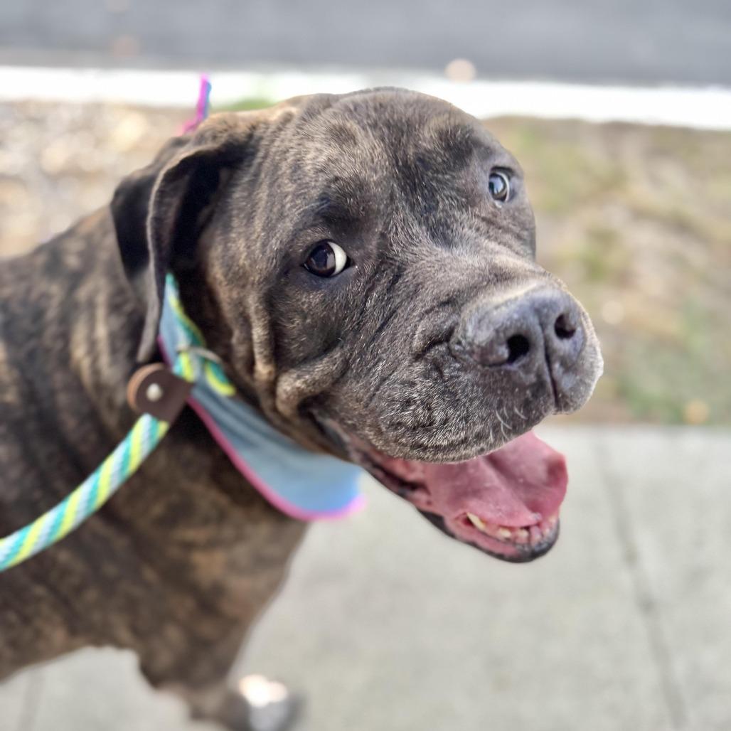 Enlarge Olive Garden, a Adoptable mixed breed in Los Angeles, CA image 6/6