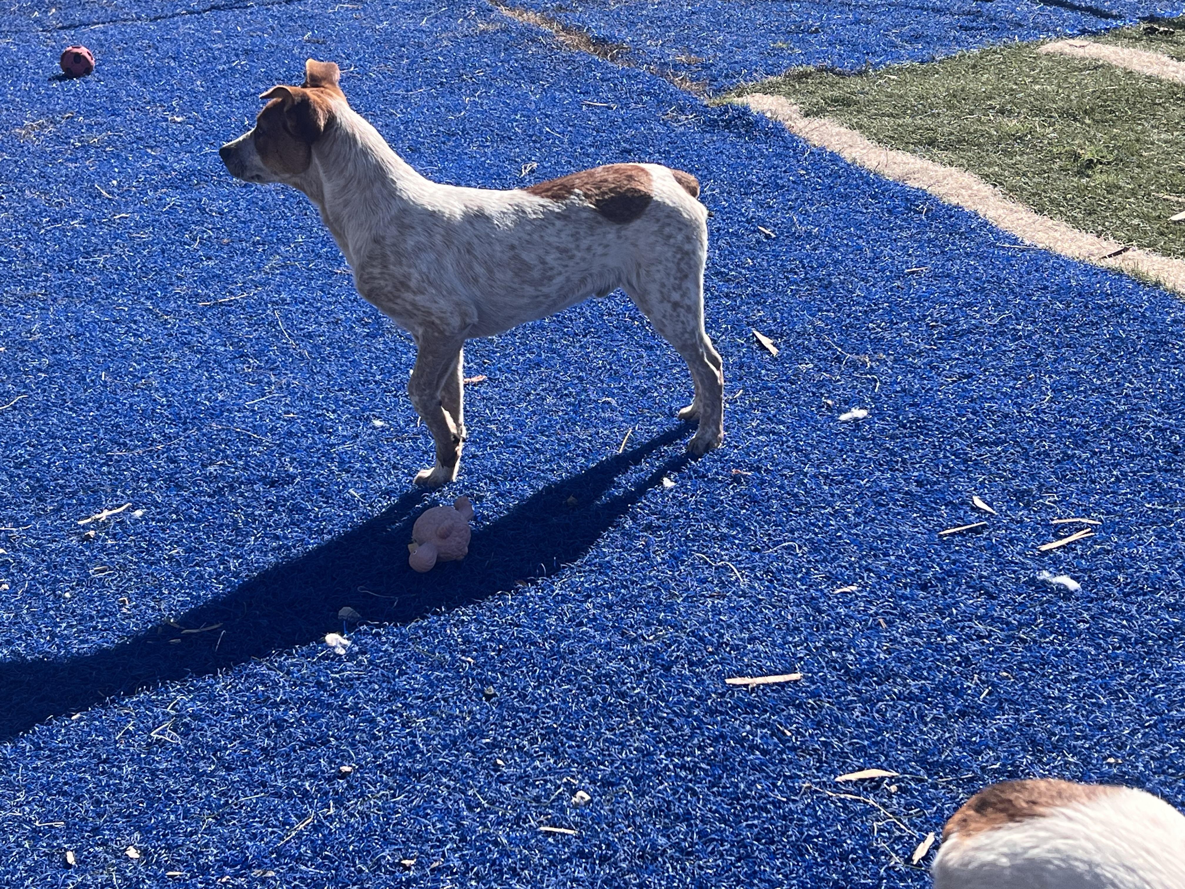 Maverick, Adoptable, Young Male Australian Cattle Dog / Blue Heeler.