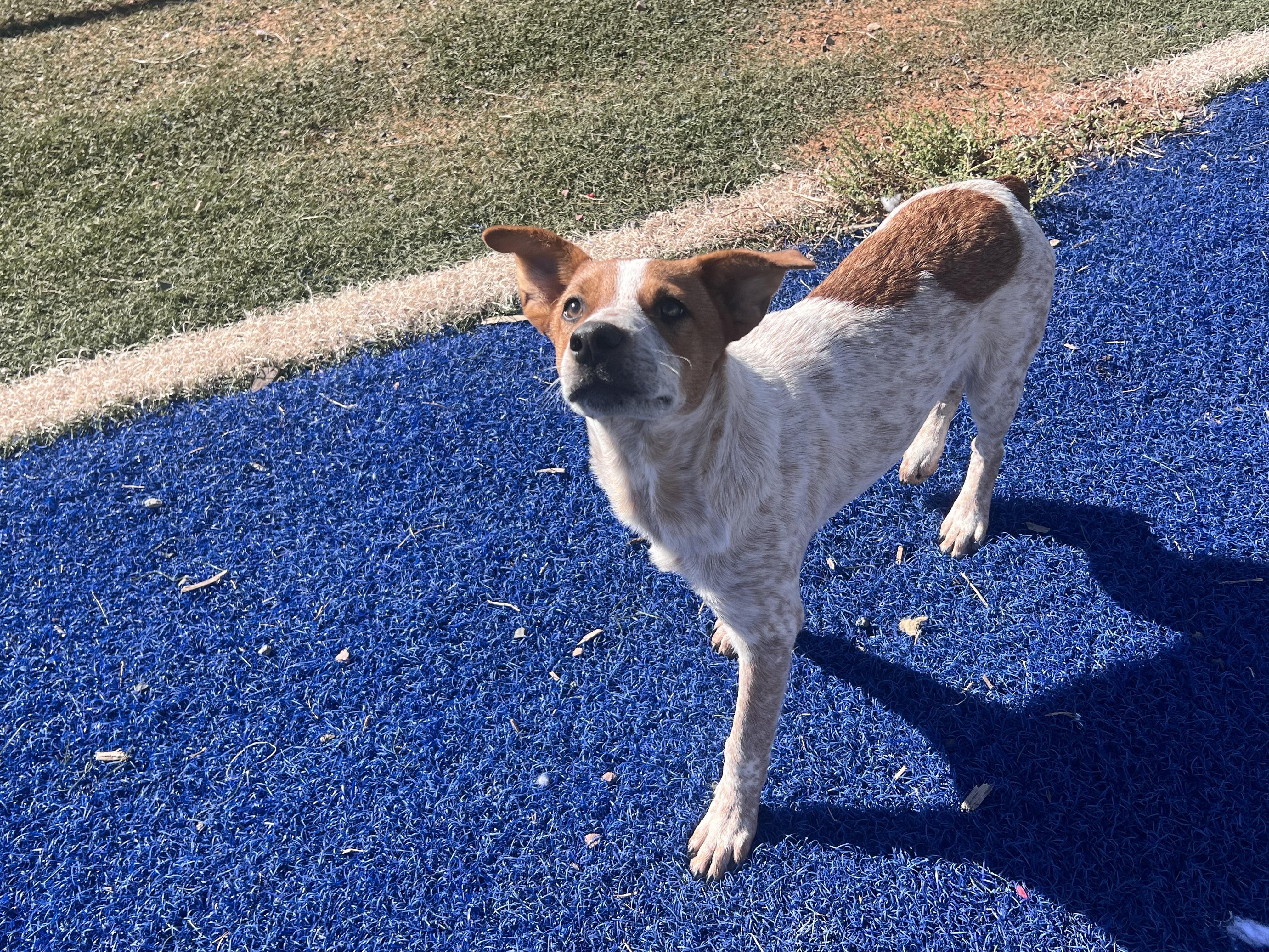 Enlarge Maverick, a Adoptable Australian Cattle Dog / Blue Heeler in Blanchard, OK image 2/4