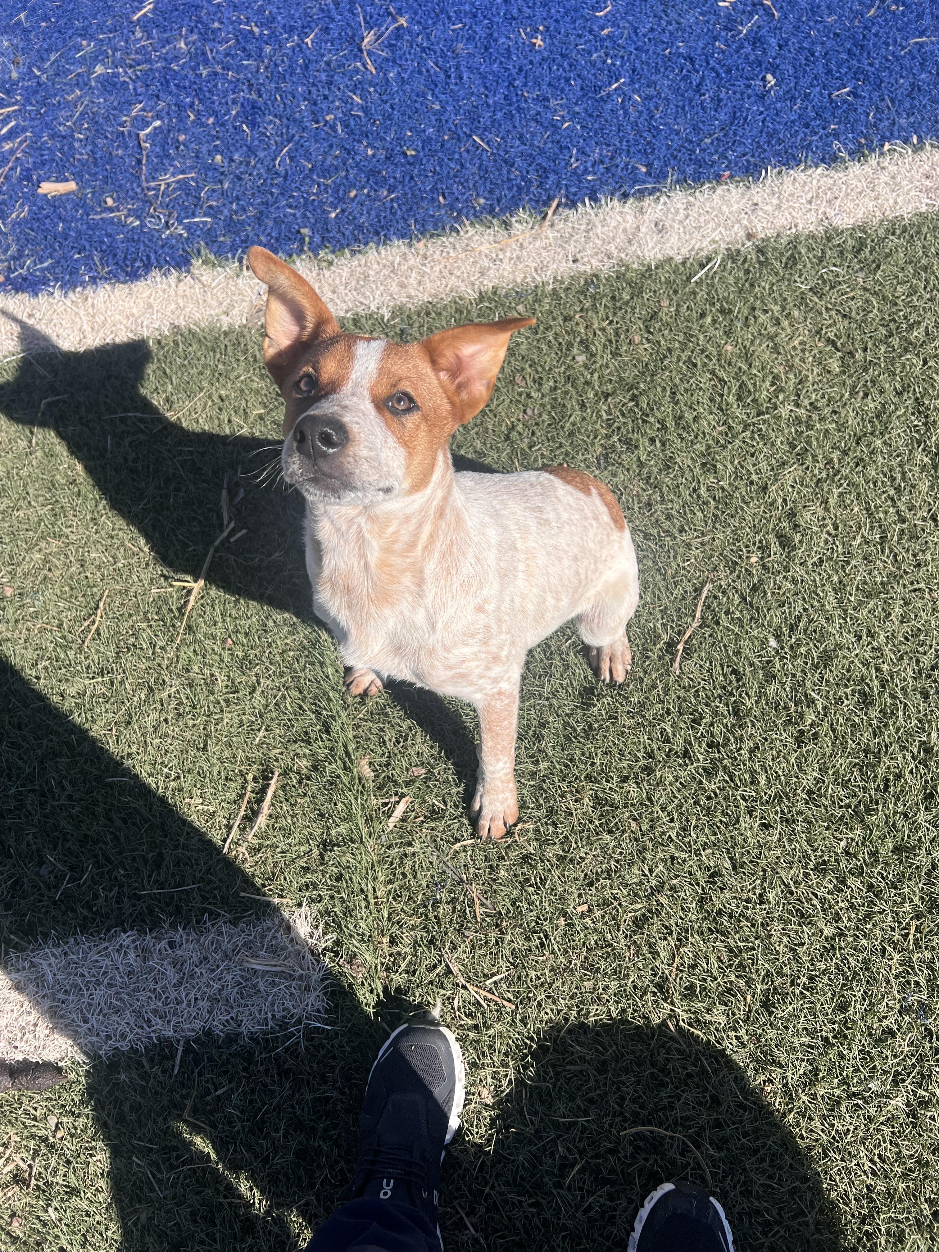 Enlarge Maverick, a Adoptable Australian Cattle Dog / Blue Heeler in Blanchard, OK image 3/4