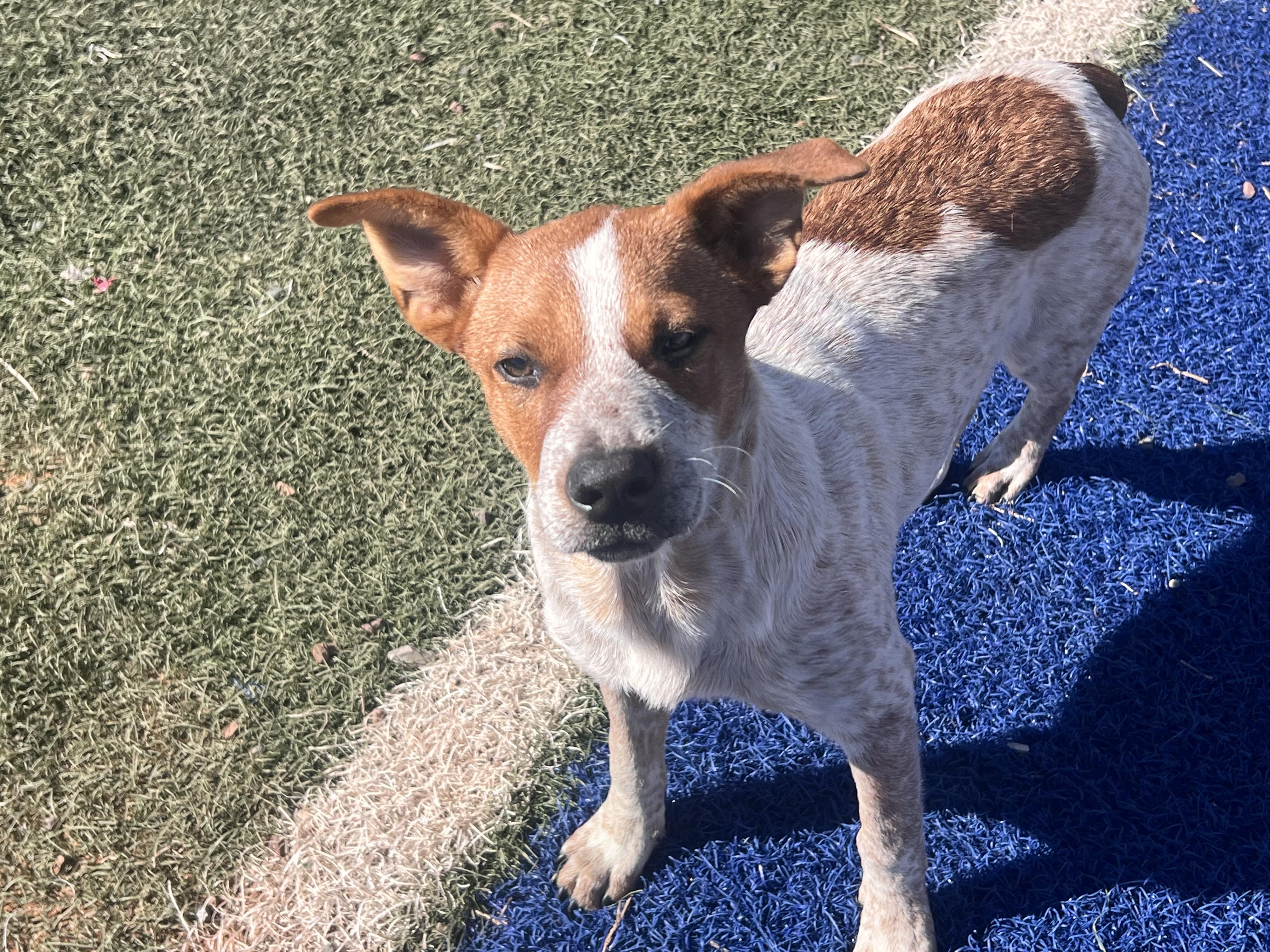 Enlarge Maverick, a Adoptable Australian Cattle Dog / Blue Heeler in Blanchard, OK image 4/4