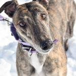 XT'S KUBOTA, Adoptable, Adult Female Greyhound.