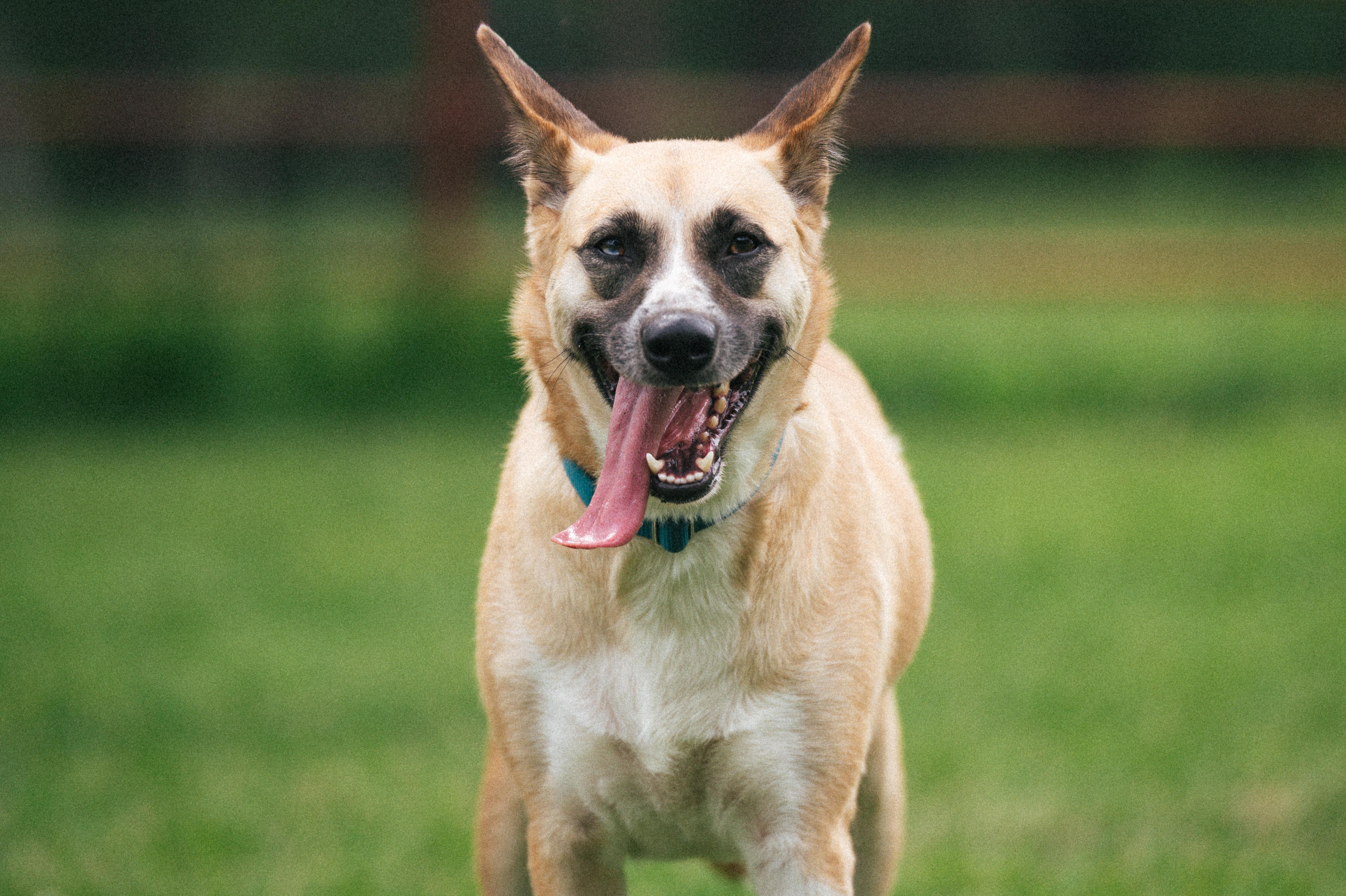 Amelia-CO, adopted, Young Female German Shepherd Dog.