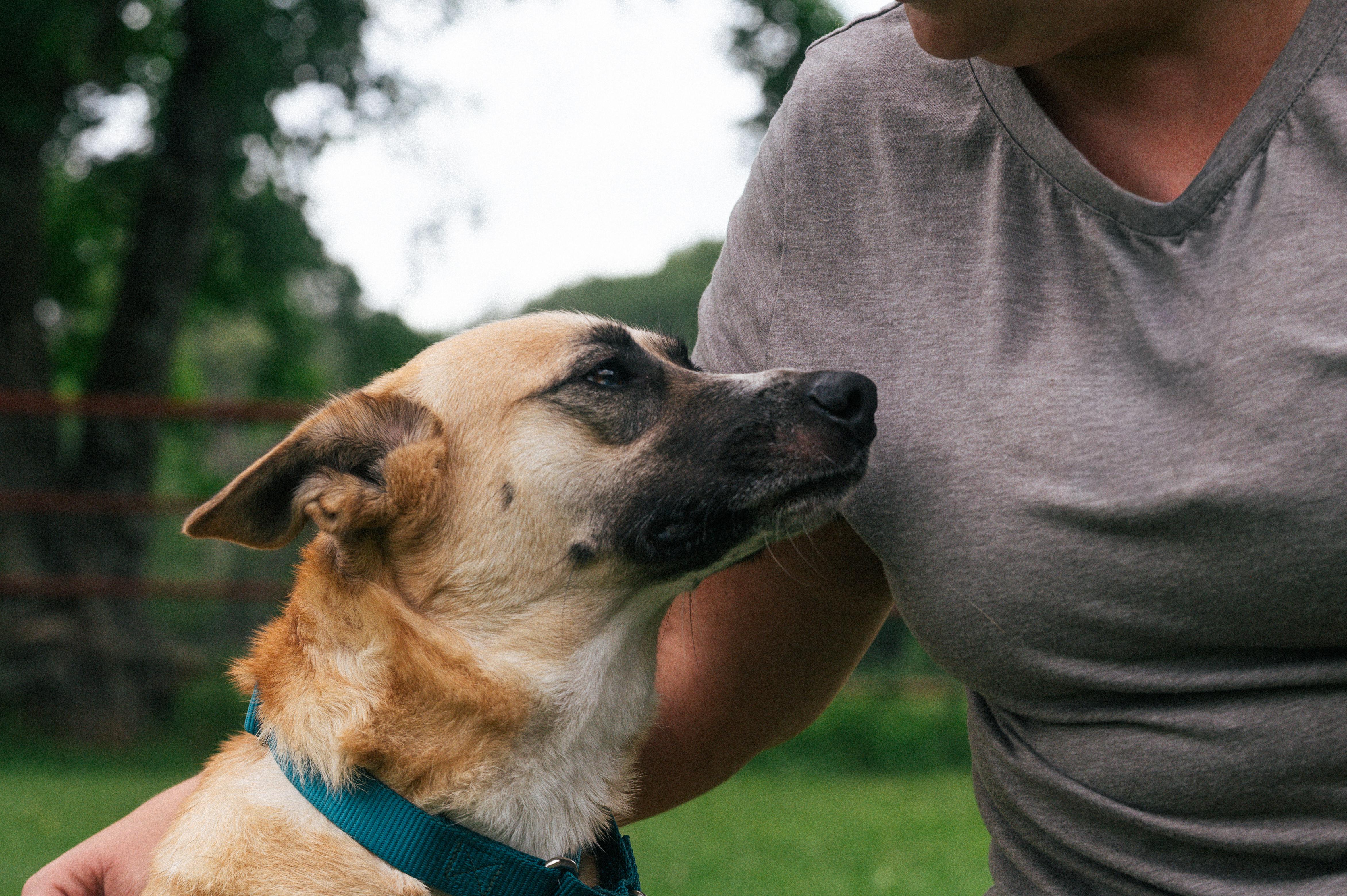 Enlarge Amelia-CO, an adopted mixed breed in Denver, CO image 2/4